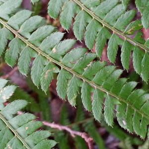 Photographie n°2122589 du taxon Polystichum setiferum (Forssk.) T.Moore ex Woyn. [1913]