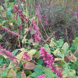 Photographie n°2122676 du taxon Spiraea tomentosa L. [1753]