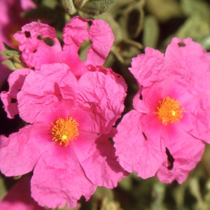 Photographie n°2122700 du taxon Cistus albidus L. [1753]