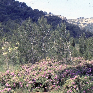 Photographie n°2122709 du taxon Cistus albidus L. [1753]