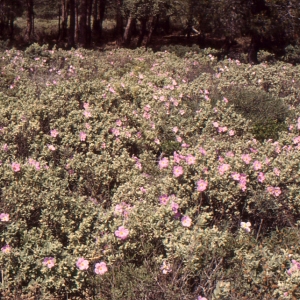 Photographie n°2122714 du taxon Cistus albidus L. [1753]