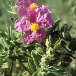 Photographie n°2122715 du taxon Cistus albidus L. [1753]