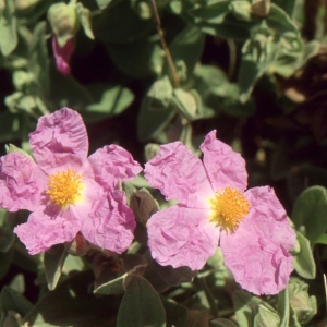 Photographie n°2122716 du taxon Cistus albidus L. [1753]