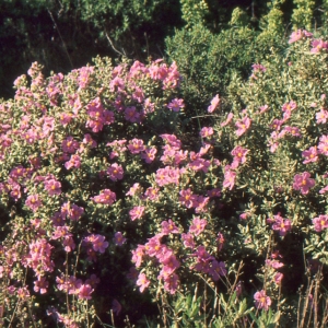 Photographie n°2122718 du taxon Cistus albidus L. [1753]