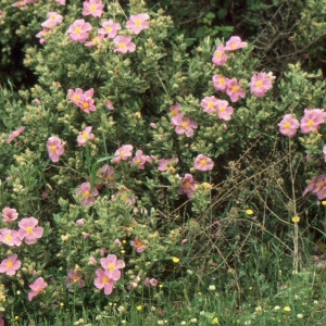 Photographie n°2122723 du taxon Cistus albidus L. [1753]