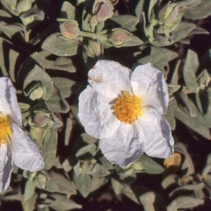 Photographie n°2122724 du taxon Cistus albidus L. [1753]