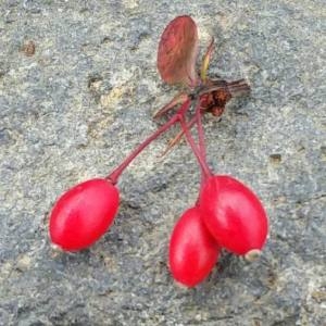 Photographie n°2122750 du taxon Berberis vulgaris L. [1753]