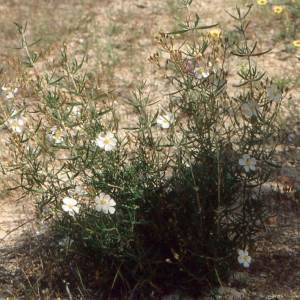 Photographie n°2122776 du taxon Cistus libanotis L. [1759]