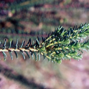 Euleucum album (L.) Raf. (Coréma blanc)