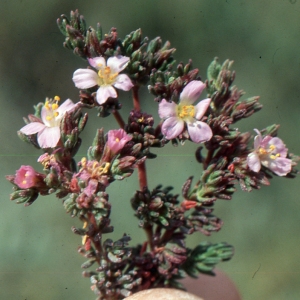 Photographie n°2122810 du taxon Frankenia laevis L. [1753]