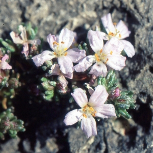 Photographie n°2122813 du taxon Frankenia laevis L. [1753]