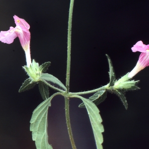 Photographie n°2122817 du taxon Galeopsis ladanum L. [1753]