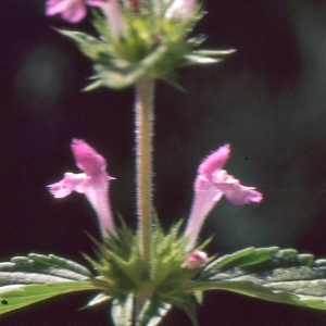 Photographie n°2122819 du taxon Galeopsis ladanum L. [1753]