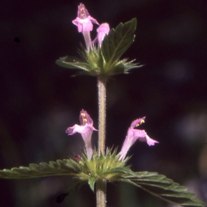 Photographie n°2122820 du taxon Galeopsis ladanum L. [1753]