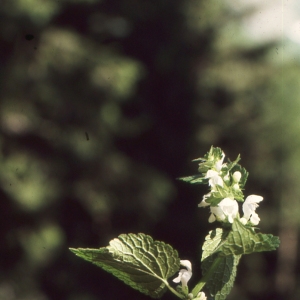 Photographie n°2122827 du taxon Galeopsis tetrahit L. [1753]