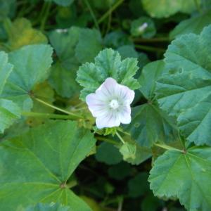 Photographie n°2122847 du taxon Malva neglecta Wallr. [1824]