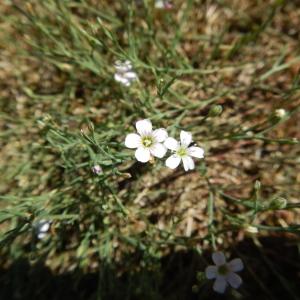 Photographie n°2122852 du taxon Petrorhagia saxifraga (L.) Link