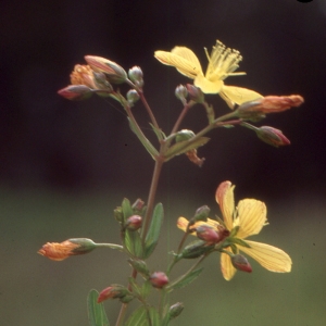 Hypericum australe Ten. (Millepertuis du Midi)