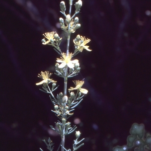 Photographie n°2122899 du taxon Hypericum hyssopifolium Chaix [1785]