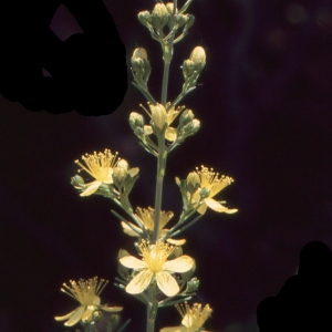 Photographie n°2122900 du taxon Hypericum hyssopifolium Chaix [1785]