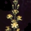  Liliane Roubaudi - Hypericum hyssopifolium Chaix [1785]