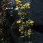  Liliane Roubaudi - Hypericum hyssopifolium Chaix [1785]
