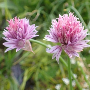 Photographie n°2122904 du taxon Allium schoenoprasum L. [1753]