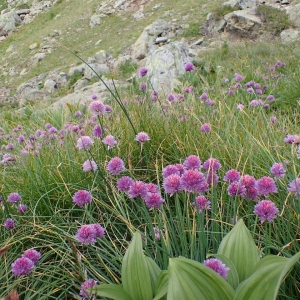 Photographie n°2122905 du taxon Allium schoenoprasum L. [1753]