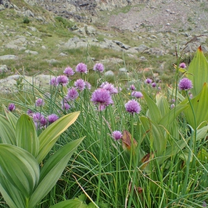 Photographie n°2122912 du taxon Allium schoenoprasum L. [1753]