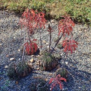 Photographie n°2122925 du taxon Aloe aristata Haw. [1825]