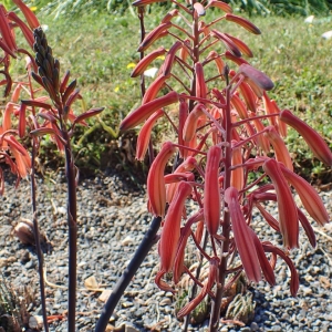 Photographie n°2122926 du taxon Aloe aristata Haw. [1825]