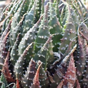 Photographie n°2122928 du taxon Aloe aristata Haw. [1825]