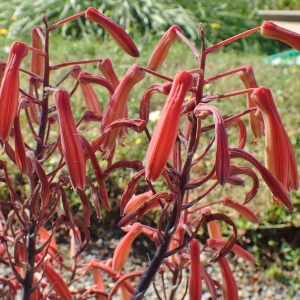 Photographie n°2122931 du taxon Aloe aristata Haw. [1825]