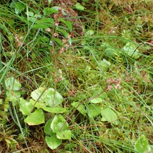 Photographie n°2122938 du taxon Neottia cordata (L.) Rich. [1817]