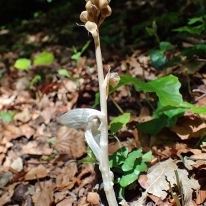 Photographie n°2122945 du taxon Neottia nidus-avis (L.) Rich. [1817]