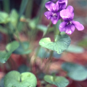 Photographie n°2123089 du taxon Viola cornuta L. [1763]