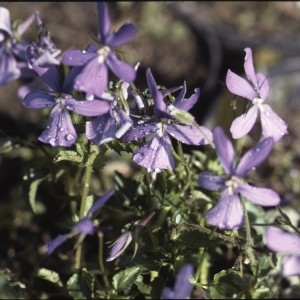 Photographie n°2123090 du taxon Viola cornuta L. [1763]