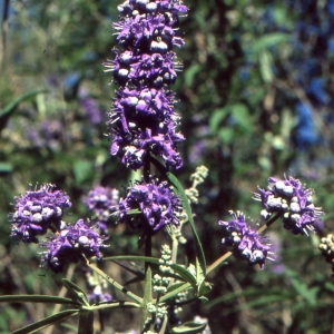Photographie n°2123094 du taxon Vitex agnus-castus L. [1753]