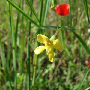 Photographie n°2123896 du taxon Lathyrus annuus L. [1753]