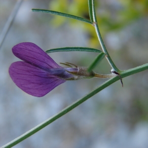 Photographie n°2124059 du taxon Vicia peregrina L.