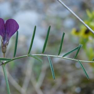 Photographie n°2124085 du taxon Vicia peregrina L.