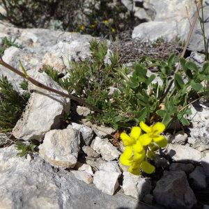 Photographie n°2124237 du taxon Brassica repanda subsp. saxatilis (DC.) Heywood [1964]