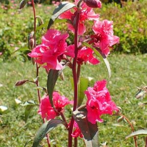 Godetia rubicunda Lindl. (Fleur de satin)