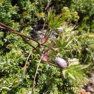 Photographie n°2124853 du taxon Clematis alpina (L.) Mill. [1768]