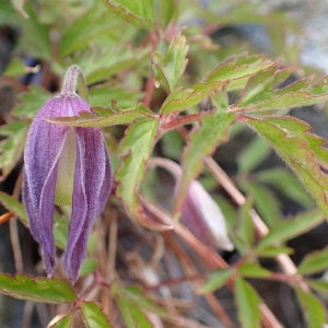 Photographie n°2124860 du taxon Clematis alpina (L.) Mill. [1768]