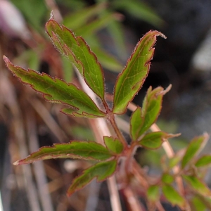 Photographie n°2124861 du taxon Clematis alpina (L.) Mill. [1768]