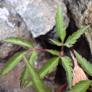 Photographie n°2124862 du taxon Clematis alpina (L.) Mill. [1768]