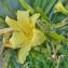  Yoan Martin - Hemerocallis lilioasphodelus L. [1753]