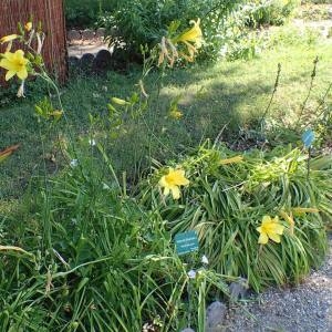 Photographie n°2126618 du taxon Hemerocallis lilioasphodelus L. [1753]