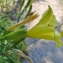  Yoan Martin - Hemerocallis lilioasphodelus L. [1753]